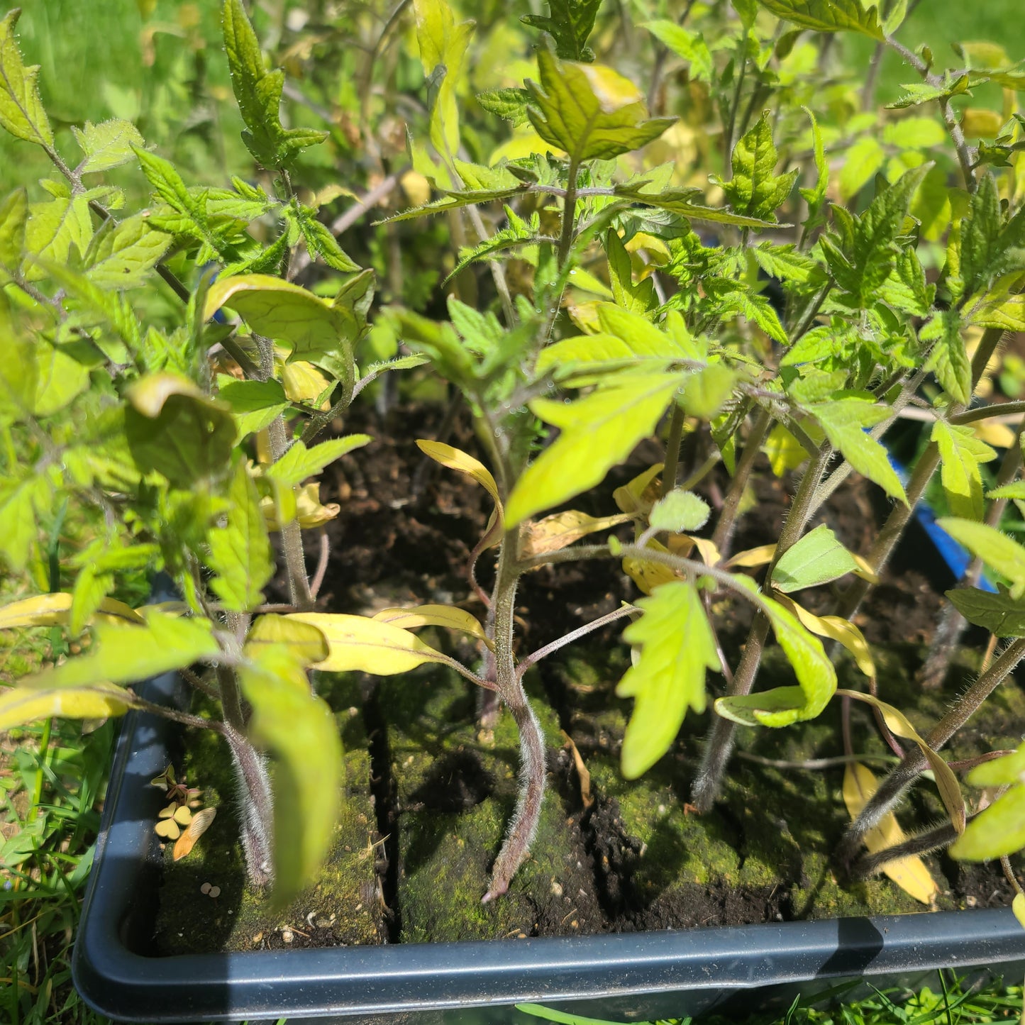 Tomato Seedlings