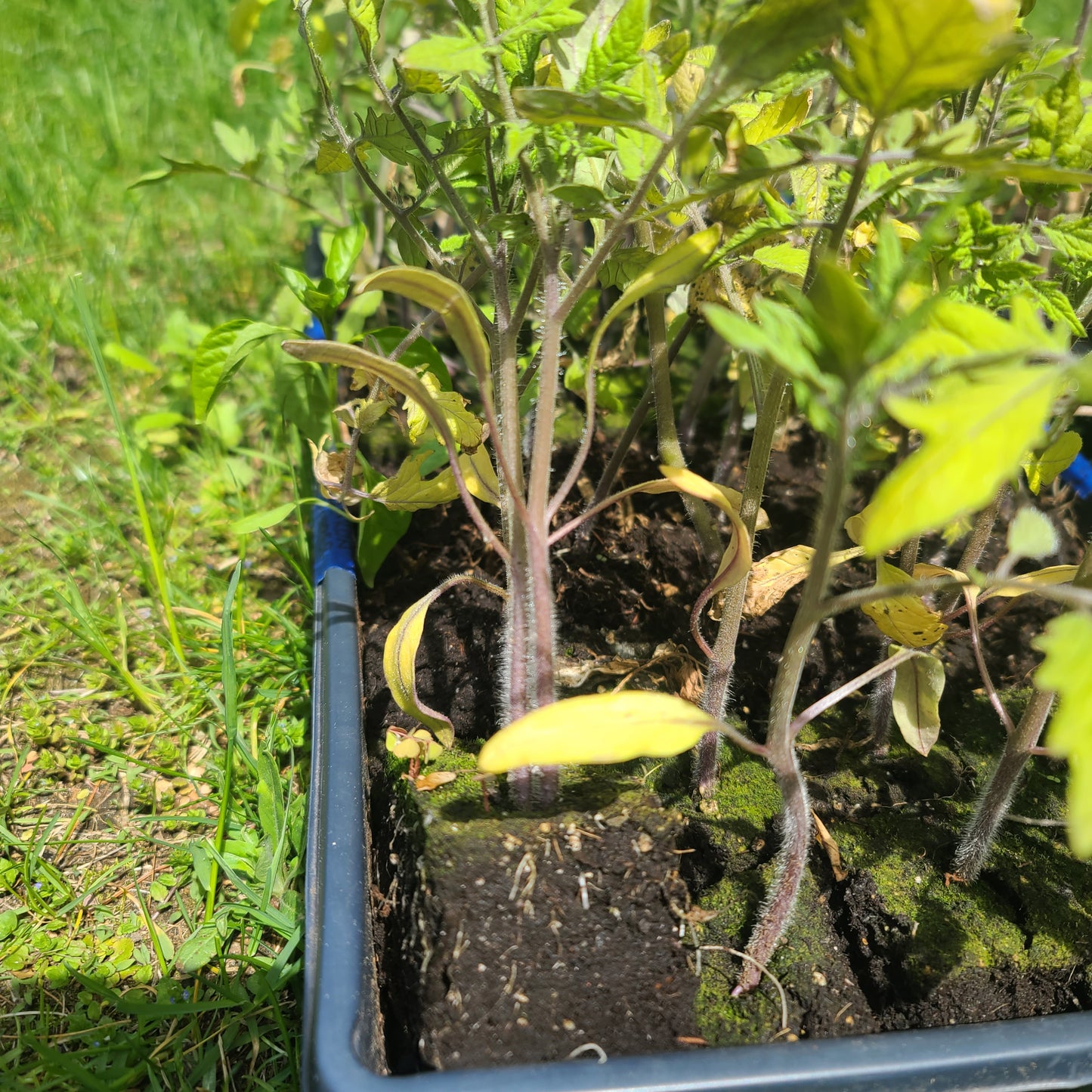 Tomato Seedlings