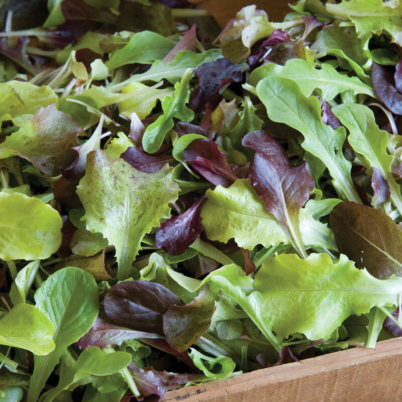 Lettuce Mix