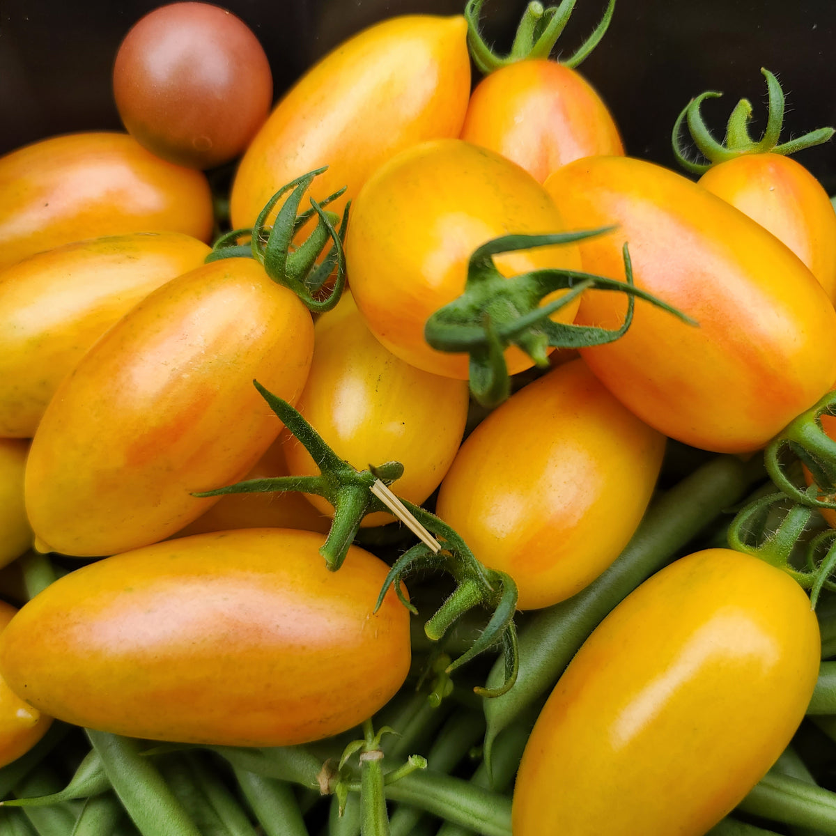 Cherry Tomatoes