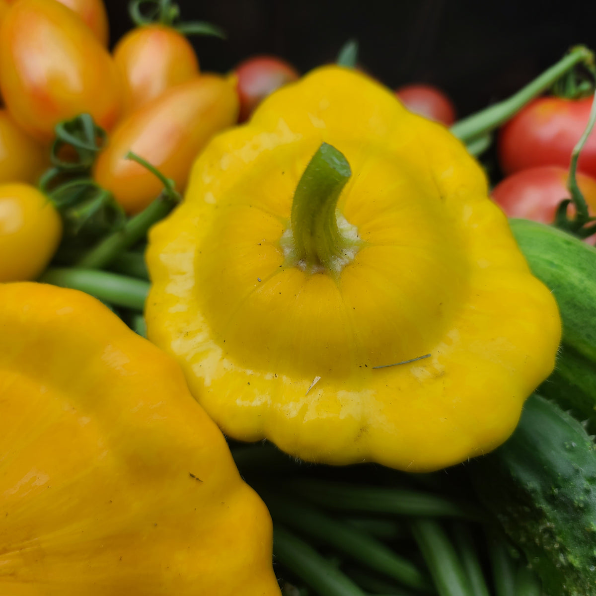 Pattypan Squash