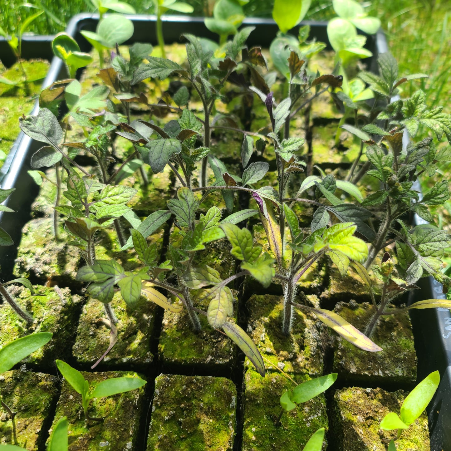 Tomato Seedlings