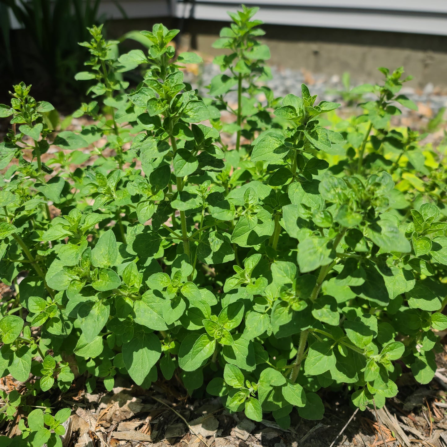 Fresh Cut Herbs