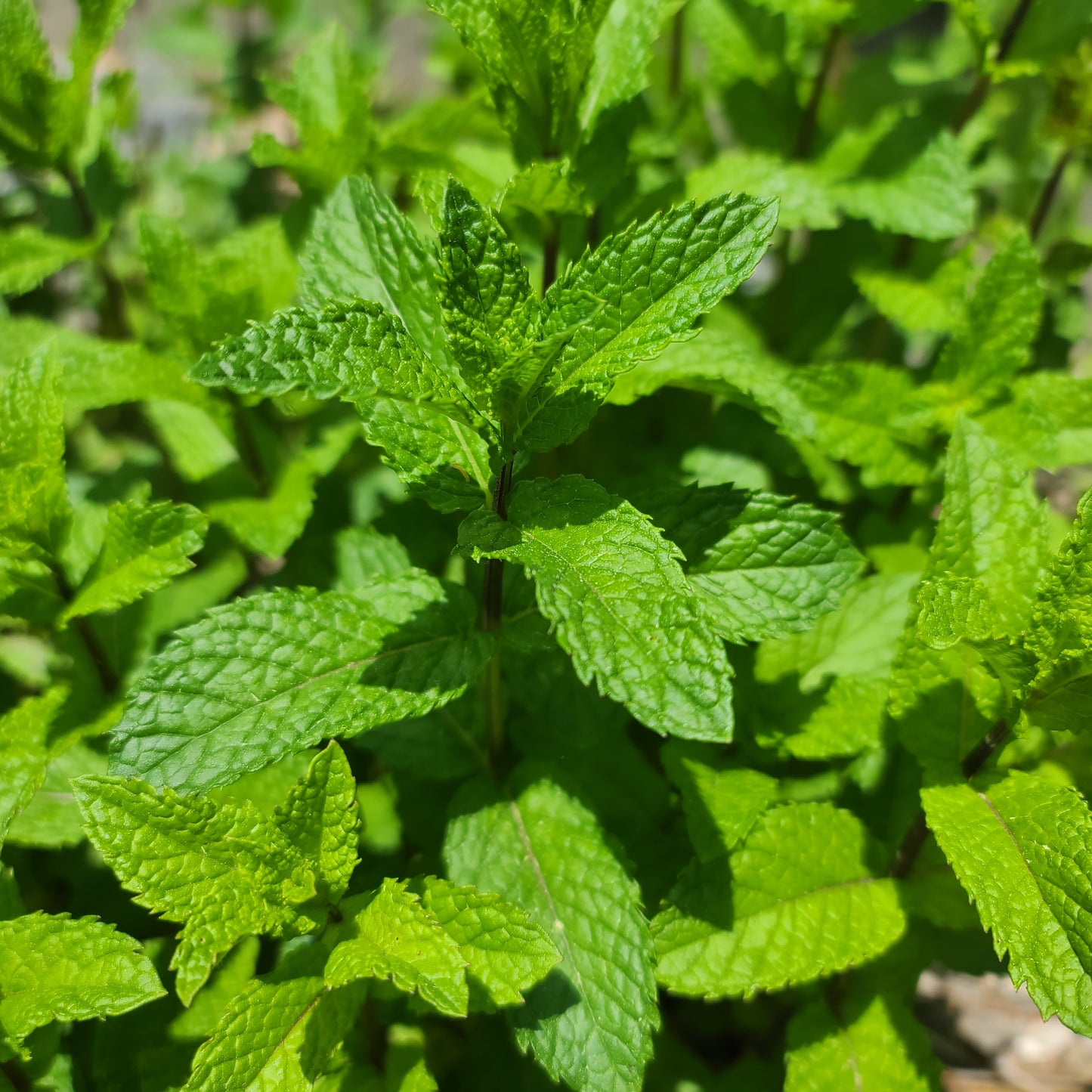 Fresh Cut Herbs