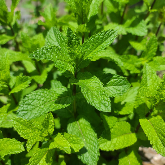 Fresh Cut Herbs