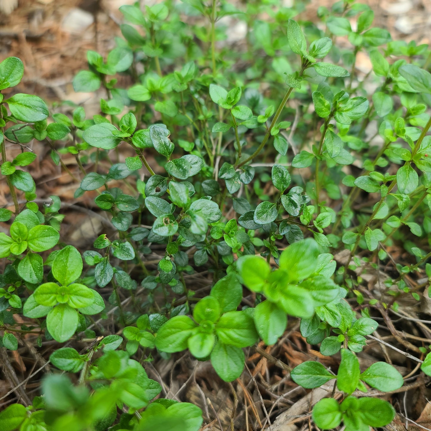 Fresh Cut Herbs