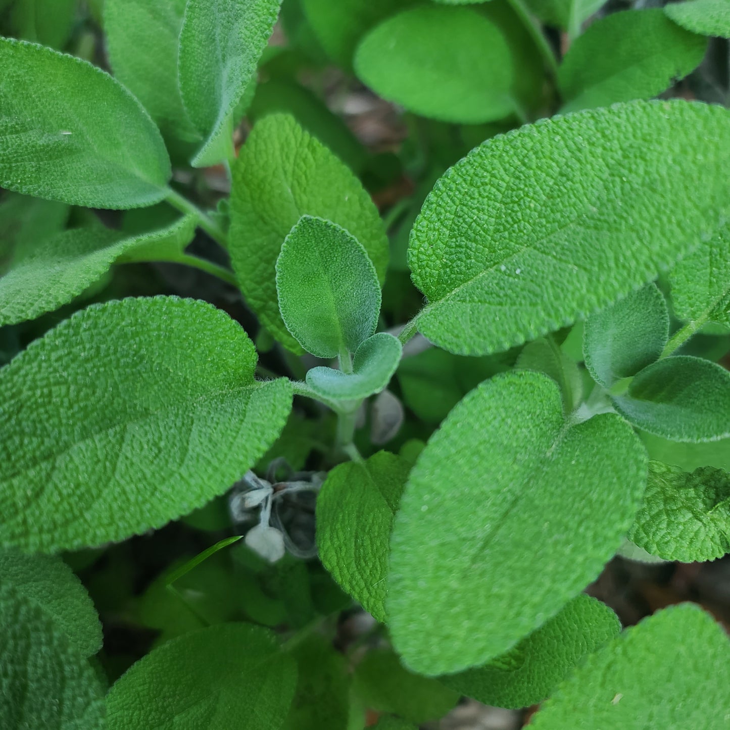 Fresh Cut Herbs