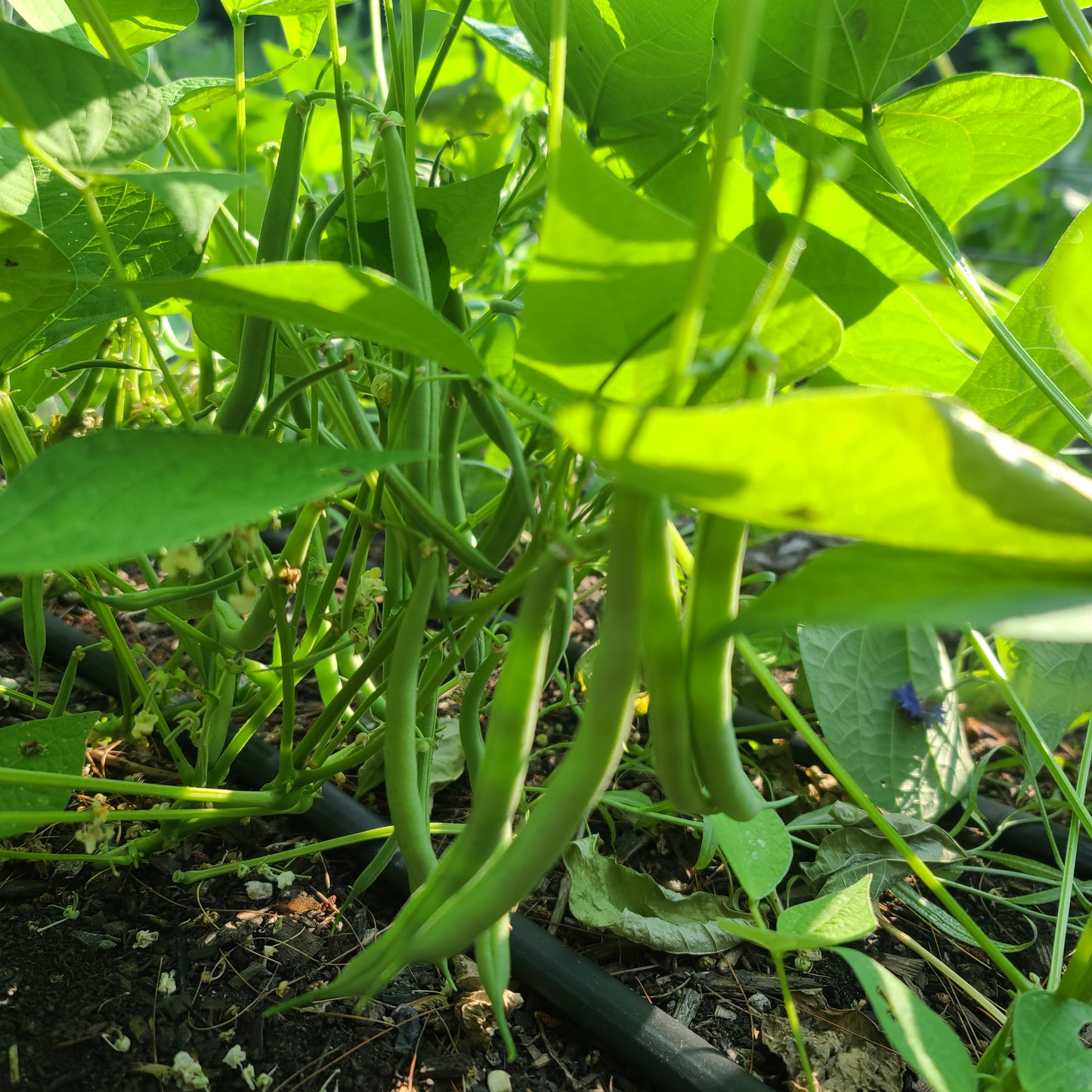 Green Beans